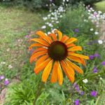 Laurie Rush - @laurierush82 - Instagram