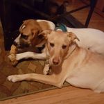 Laurie Sapp - @lauriesapp - Instagram