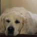 Laurie Snook - Facebook