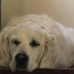 Laurie Snook - @boomboom.100 - Instagram