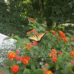 Laurie Steeno - @lauriesteeno - Instagram