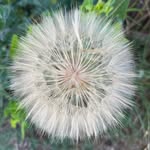 Laurie Platt Strauch Burbatt - @laurieplattstrauch - Instagram