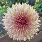 Laura Temple - @dahlias4joy - Instagram