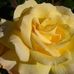 Laurie Elaine Tuttle - Facebook