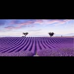 Lavanda_Brown - @_lavanda_brown_ - Instagram