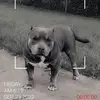 BlacIce - @lavarharris7 - TikTok