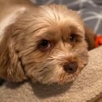 Lily Lavelle-Clark - @lilylavelleclark - Instagram