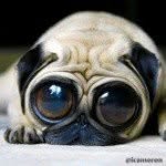 Abbott - @lavellewrightamt - Instagram