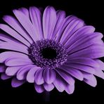 Lavender Rose - Facebook