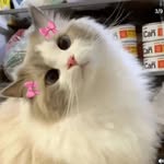 lavender rose - @lavender_roseeeeeee_09 - Instagram
