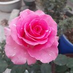 Lavender Rose - Facebook