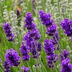 Lavender Rose - Facebook