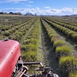 Western Sun Lavender - @lavenderwesternsun - Instagram