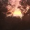 Lavender white - @lavender.white8 - TikTok