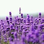 Lavender White - @sinajlavender - Instagram