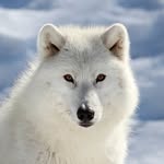 lizz - @lavenderwhitewolf - Instagram