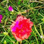 Laverne Edwards - @fine._.plants - Instagram