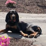 Laverne Edwards the dog - @lave.rne65 - Instagram