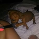 Laverne Watson - @gucci_mane_66 - Instagram