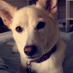 Laverne🐶 - @laverne_bishop - Instagram