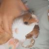 Guinea pigs🐹✨ - @marsh.laverne - TikTok