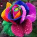 Laverne Moses - Facebook