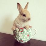 Gigi Laverne Nicholson - @gigi.the.bunny - Instagram