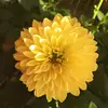 laviniahillary_colli - @laviniahillary_co - TikTok