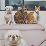 미니+미르+라지+라온 - @daeng_nyang4 - Instagram