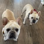 The Daiger Dogs - @murphyroxylavonanddave - Instagram