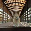 normanlavone - @normanlavone - TikTok