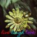 Lavonia Washington - Facebook