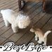 Lavonne Webb - Facebook