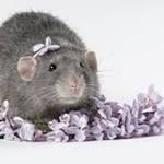 Lawrence Atwell - @swaggysewerrat_ - Instagram