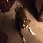 Lawrence Bridges - @lawrencebridges70 - Instagram