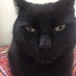 Buddy 🐾 - @buddlington_lawrence_meaw - Instagram