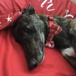 Wilfred Lawrence-Bullock - @scooby.the.puma - Instagram