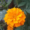 Mark lawrence Cabral - @user8684755875476 - TikTok
