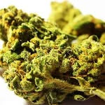 Cannabis - @lawrencecannabis - Instagram