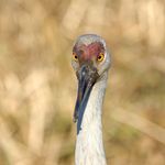 Lawrence Caputo - @live.forbirds - Instagram