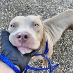 Lawrence Carl - @rescuedogsandcatscarecenter - Instagram