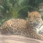 Lawrence Cottrell - @lawrence.cottrell.9 - Instagram