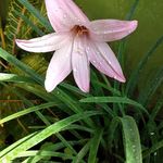 Devine Flowers - @devine.lawrence.31 - Instagram