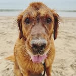 Lawrence Guy - @lauguill - Instagram
