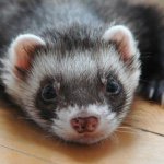 Ferret-lawrence-wilburt-hamlin - @ferret.ferret.weasle.weasle - Instagram
