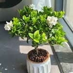 Deborah Hardacre - @melanielawrence323vjp - Instagram