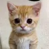 Harry Lawrence Fornoles - @harrylawrenceforn - TikTok