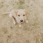Lawrence Morrison - @lozza2468_the_king - Instagram