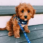 Muddy Mcdonald Lawrence🐶 - @muddy.mcdonald.lawrence - Instagram