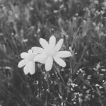 mamu - @lawrenceosmanoglu3152 - Instagram